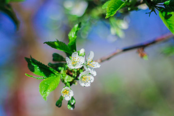 trees bloom in spring. on the branches of white delicate flowers. a warm Sunny day