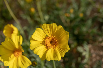 yellow flowers in garden