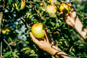 picking apples in the garden
