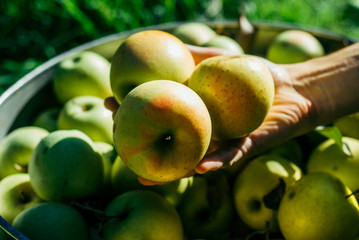 picking apples in the garden