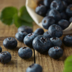 Organic blueberries on rustic wooden board. Clsoe up berries. Healthy fresh berries. Isolated. Square image.