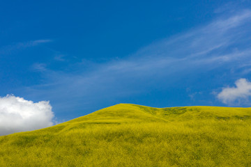 California Superbloom - Malibu