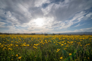 yellow rape field of sunflowers