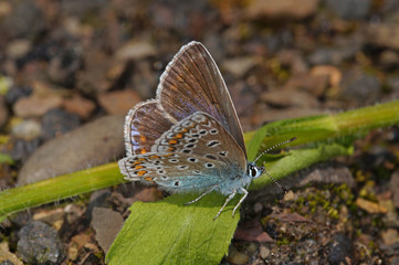 Polyommatus icarus Hauhechel-Bläuling DE, NRW, Wuppertal 31.05.2014