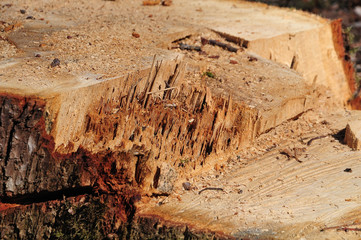 stump of a cut oak tree in forest