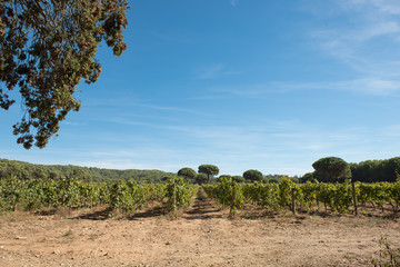 Porquerolles island, France. A beautiful vineyard on the island.