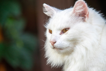 Naklejka na ściany i meble White cat lying on the porch