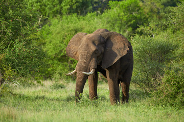 Fototapeta na wymiar Lonesome, African elephant
