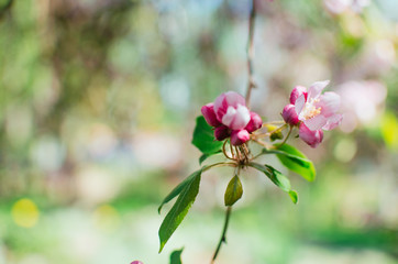 spring day, warm sun . branches of a flowering Apple tree. pink flowers in a blur, a blank for background