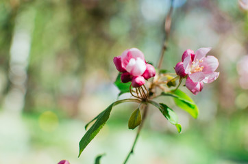 Obraz premium spring day, warm sun . branches of a flowering Apple tree. pink flowers in a blur, a blank for background