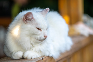 White cat lying on the porch