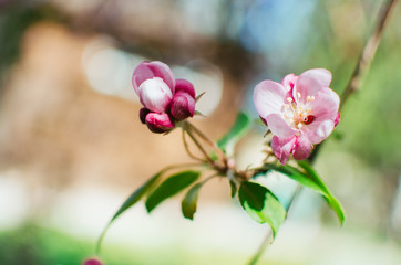 spring day, warm sun . branches of a flowering Apple tree. pink flowers in a blur, a blank for background