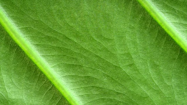 Yams leaf on a rotary table