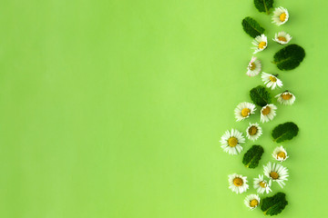 Medicine, natural camomile flower and mint herbs on green, for tea or design. Summer green background with copy space.