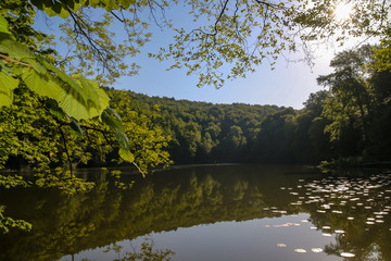 Fototapeta na wymiar magical forest lake with fresh green in spring