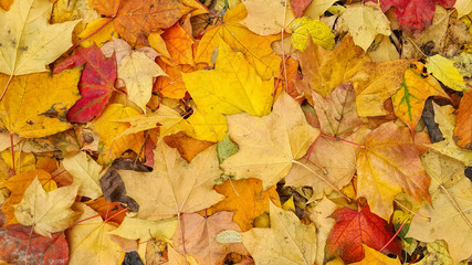Bright colorful autumn background from fallen leaves