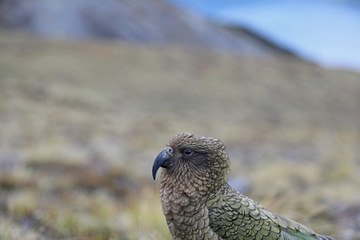 Wilder Kea Papagei in den Bergen in Neuseeland