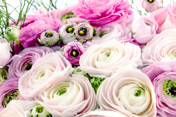 Persian buttercup. Bunch pale pink ranunculus flowers light background. Wallpaper, Horizontal photo 