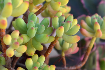 Suculenta sedum