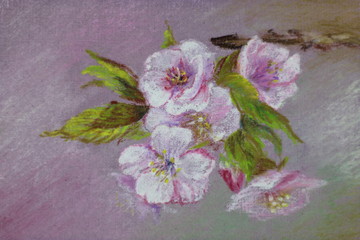 Flowering apple tree branch. Pastel drawing.