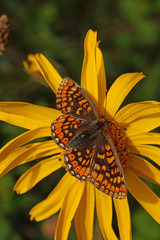 Euphydryas aurinia Goldener Scheckenfalter DE, RLP, Fuchskaute 06.06.2014