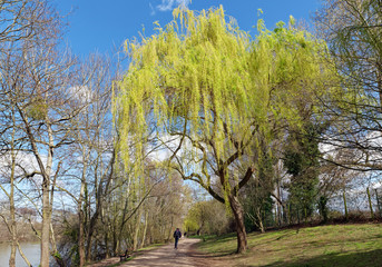 Fototapeta premium weeping willow on Seine river bank in Bougival city