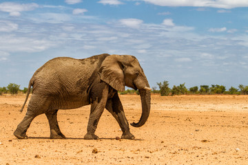 Fototapeta premium Male elephant walking in the dry western part of Etosha National Park in Namibia