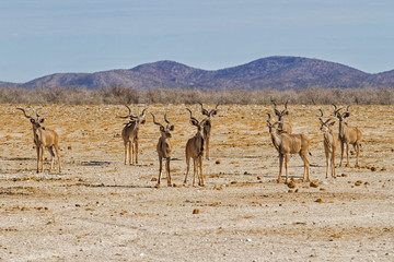 Fototapeta na wymiar Kudu herd of males in Etosha National park in Etosha National Park in Namibia