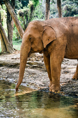 Fototapeta na wymiar Elephant in River in Chiang Mai, Thailand