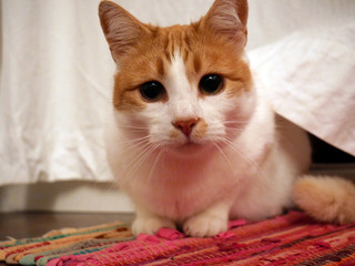 Cat face © FILIP