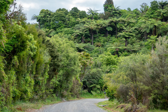 Unpaved Gravel Road in Waitomo in New Zealand