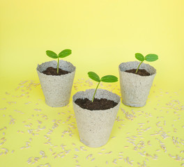 Seedlings of cucumber in peat pots on yellow background