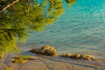 north nature park outdoor concept photography of vivid green cedar tree branches with needles on unfocused river blue shallow water shoreline background