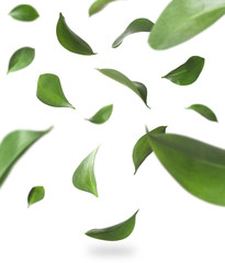 Set of falling green fresh leaves on white background