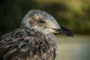 Gaviota  bebe 
