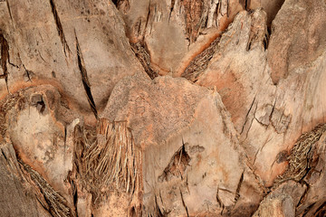 Texture date palm trunk