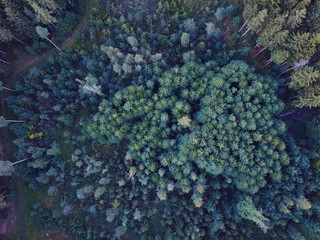 wald forest tree drone above winter sumer sport wallpaper