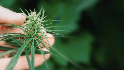 Macro close up of scientist hands checking hemp plants. Concept of herbal alternative medicine, CBD oil. Hand holding cannabis plant grown commercially for marijuana production