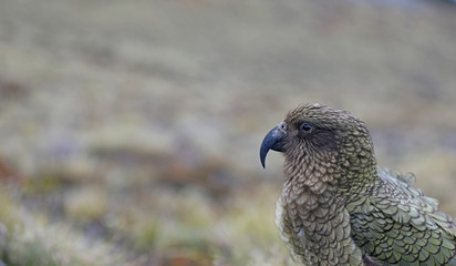 Wilder Kea Papagei in den Bergen in Neuseeland
