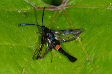 Synanthedon myopaeformis Apfelbaum-Glasflügler DE, NRW, Leverkusen 03.06.2014