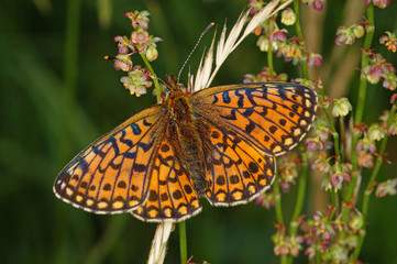 Boloria selene ([DENIS & SCHIFFERMÜLLER], 1775) Braunfleckiger Perlmuttfalter DE, NRW, Blankenheim 13.06.2014