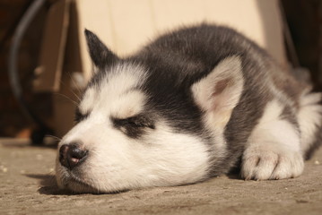 Husky Puppy Lying On The Floor