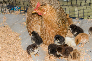 creole hen with newborn chicks in rustic farmyard
