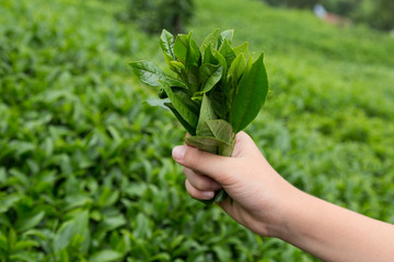 the child cut the tea leaves in the field from Rize / Turkey.