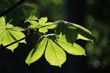Chestnut leaves