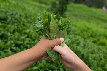 Naklejka na ściany i meble the child cut the tea leaves in the field from Rize / Turkey.