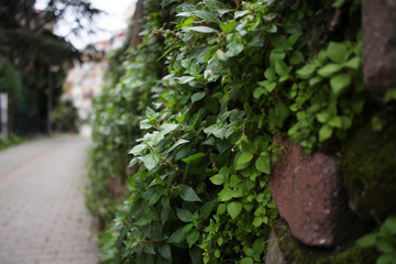 Obraz premium Stone wall