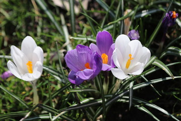 purple and white crocus flowers on green grass field