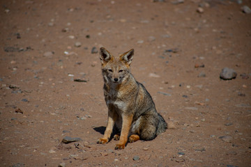Zorro en el desierto