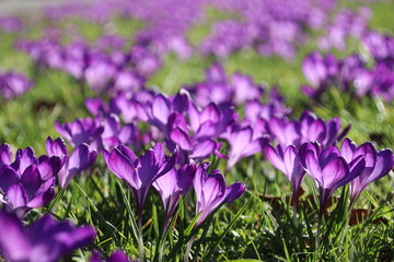 Purple crocus flowers in sunlight at the green grass in Nieuwerkerk aan den IJssel in the Netherlands